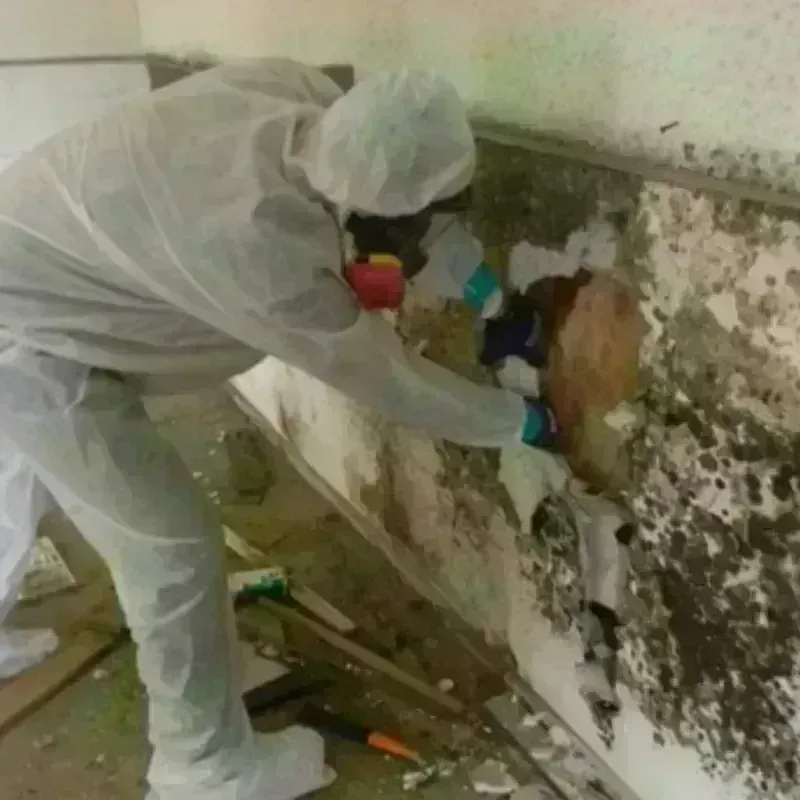 Mold Remediation and Removal in Edna, TX